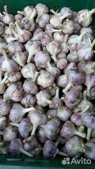 Семена чеснока