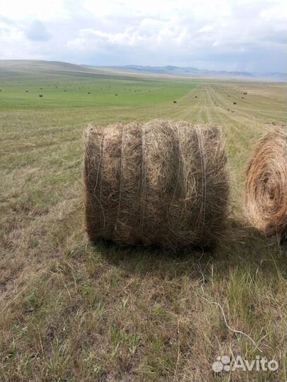 Продам сено в рулонах свежий укос