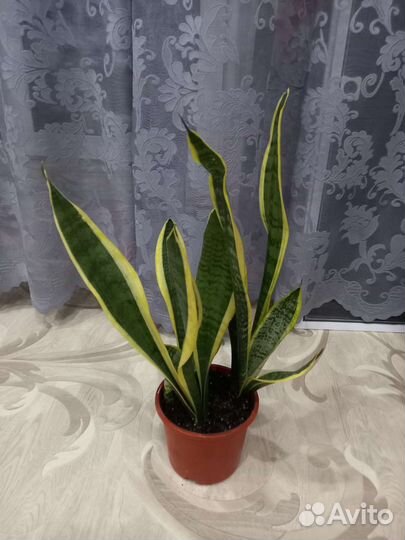 Сансевиерия