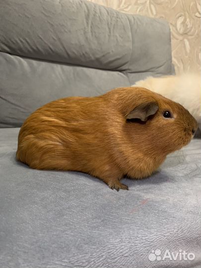 Морская свинка селф