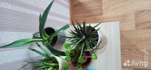 Комнатные цветы