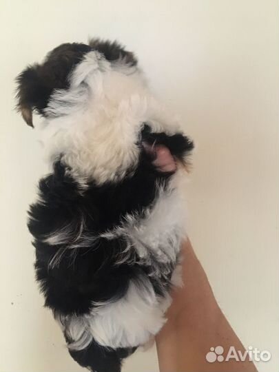 Щенки бивер йорка