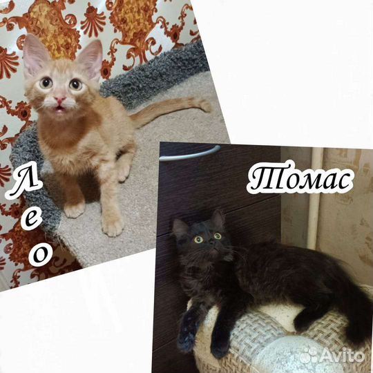 Малыши ищут семью