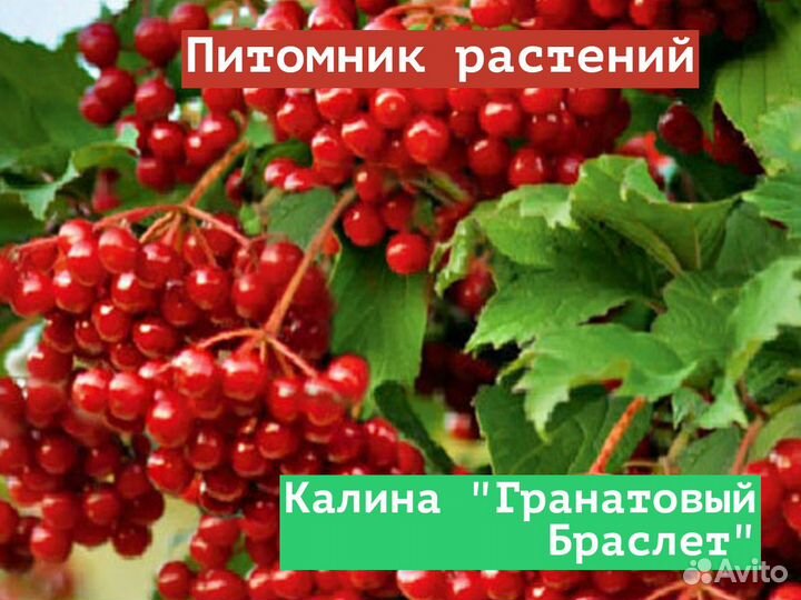 Саженцы Калина Гранатовый Браслет