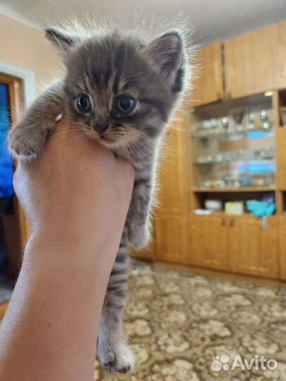 Котята в добрые руки бесплатно