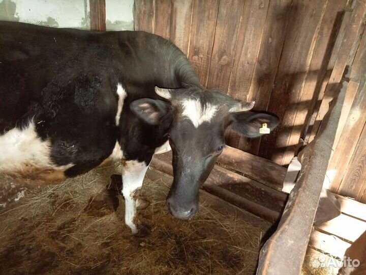 Корова телка стельная
