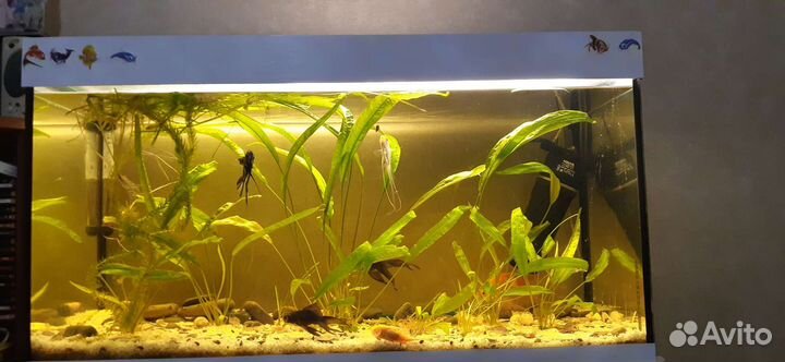 Аквариум