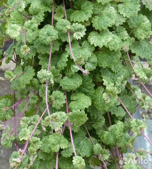 Ампельные растения для дома и сада