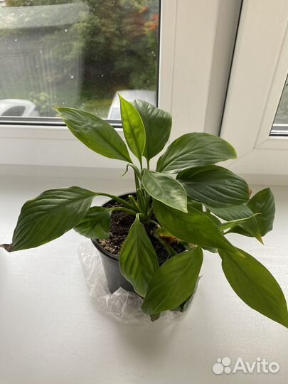 Цветок любви в горшке