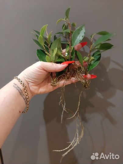 Фикус (микрокарпа) Гинсенг