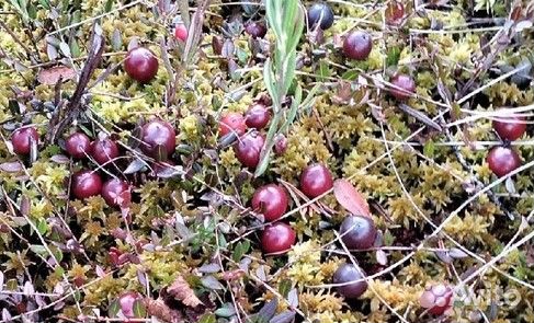 Клюква спелая октябрьского сбора