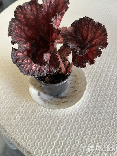 Домашние цветы