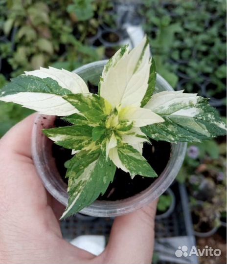 Сортовая мята