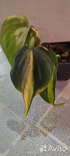 Комнатные растения альтернантера, хлорофитум и др