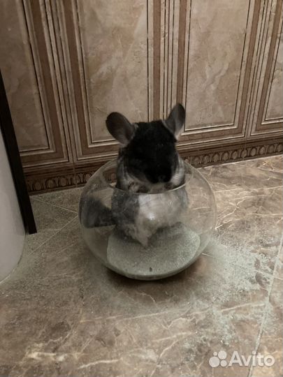 Шиншилла