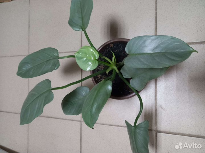 Филодендрон Silver queen