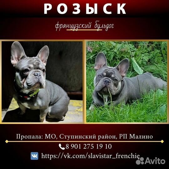 Французский бульдог