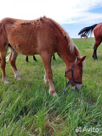 Лошадь жеребец