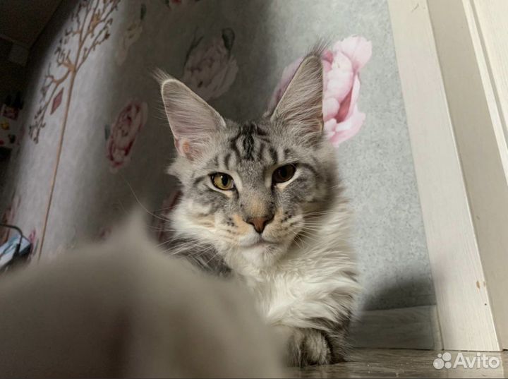 Мейн-кун Вязка