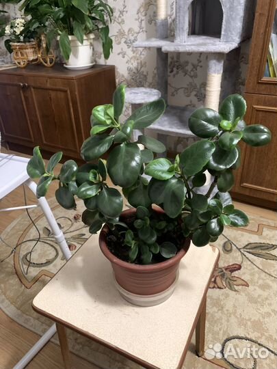 Комнатные растения