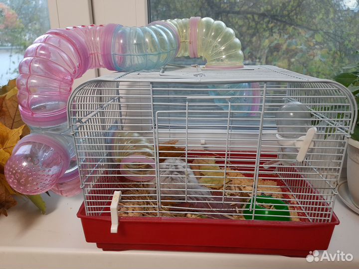 Хомяк с клеткой