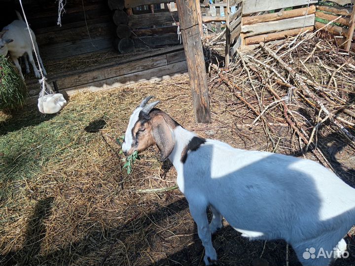 Коза дойная. Козлик.продам