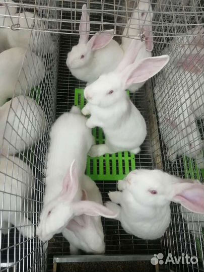 Кролики на племя белый паннон всегда в наличии