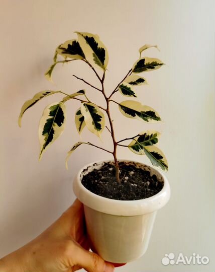 Фикус де Гантель