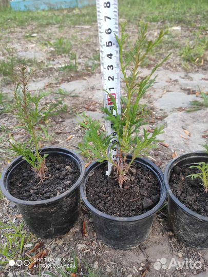 Туя смарагд саженцы