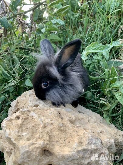 Кролики декоративные