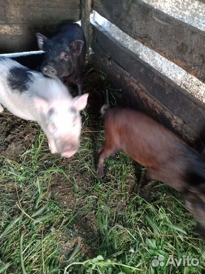 Вьетнамские поросята девочки