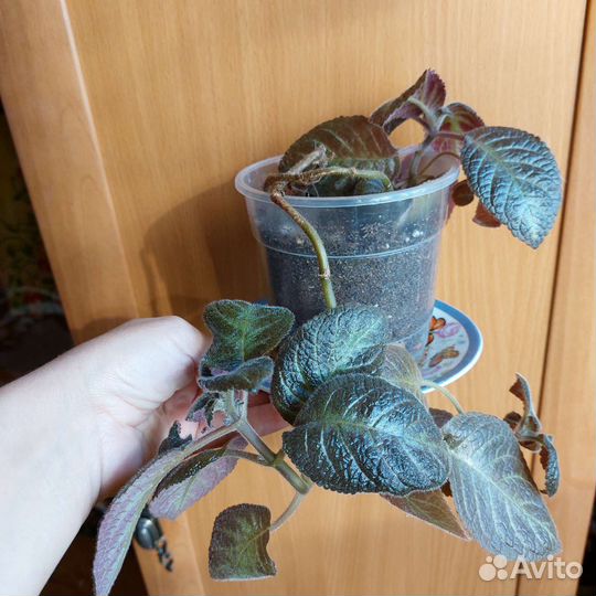 Сингониум,эписция,филодендрон