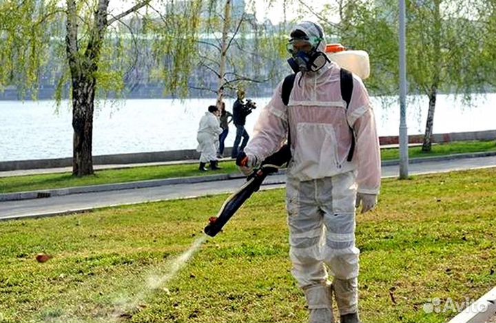 Уничтожение клопов тараканов грызунов блох