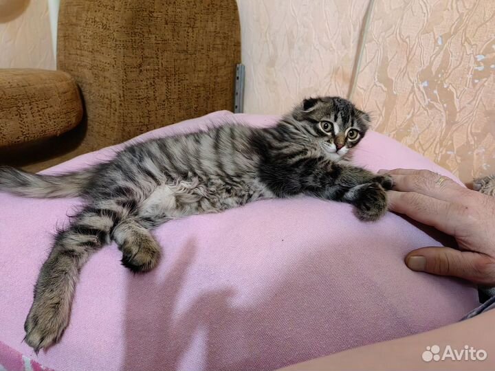 Шотландский вислоухий котенок