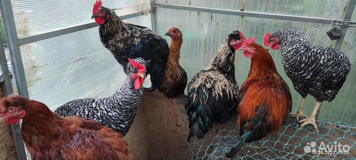 Молодые петушки