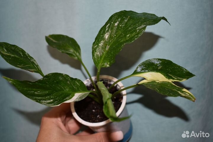 Спатифиллум Домино