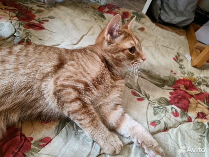 Рыжие котики