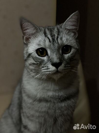 Ласковые коты ищут дом