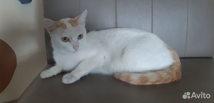 Отдам кошечку 10 мес. Стерильная