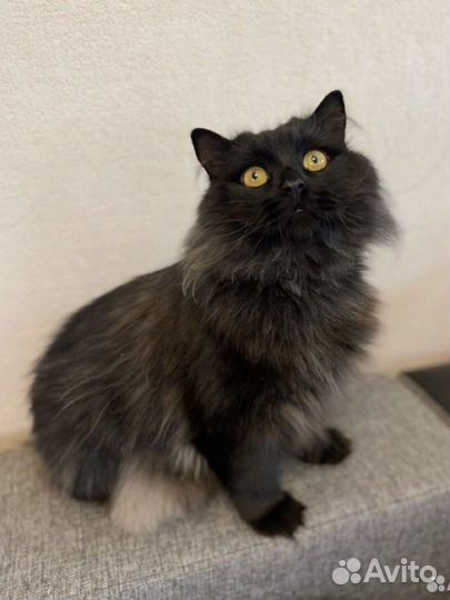 Кот в добрые руки