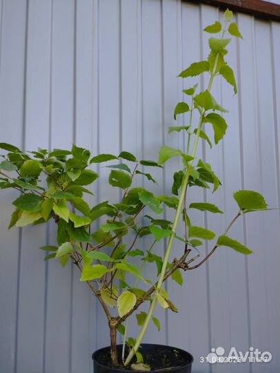 Чубушник, саженцы