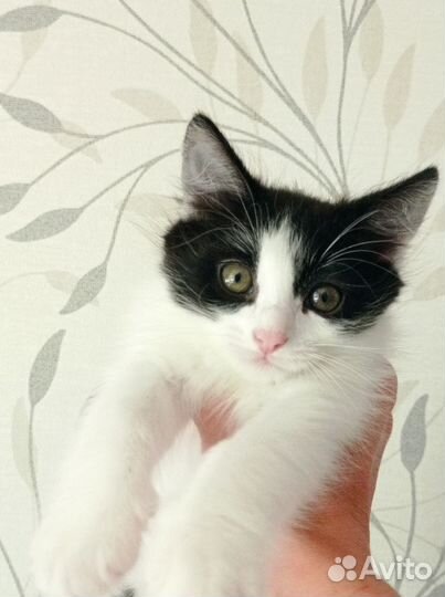 Котата