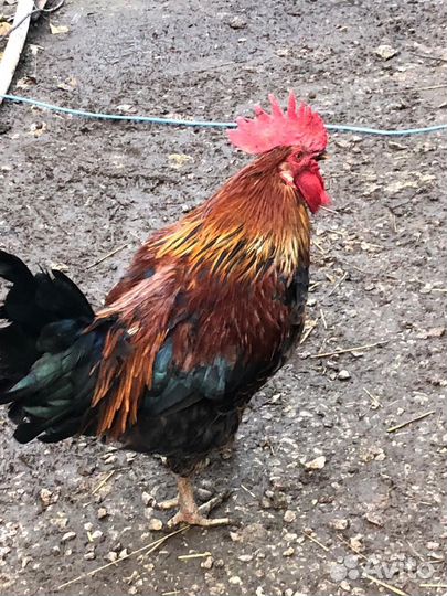 Молодые петухи