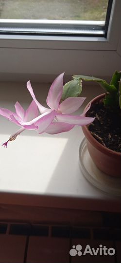 Цветок декабрист