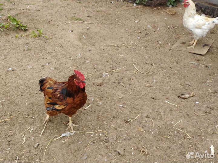 Молодые петушки или обмен на куриц