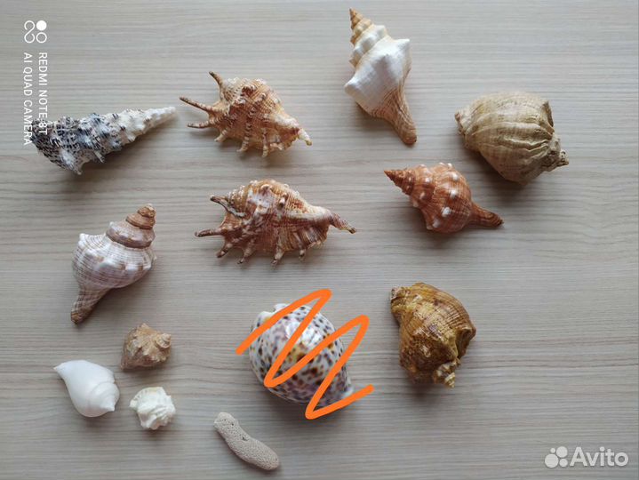 Ракушка набор