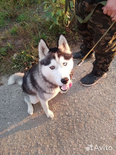 Хаски в добрые руки