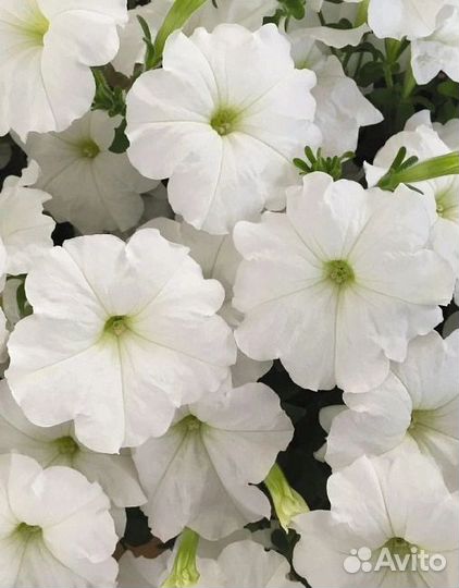 Петуния кустовая