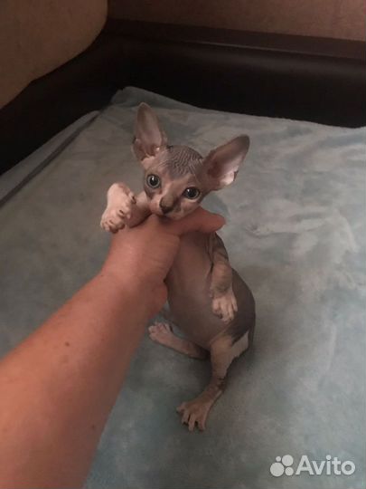 Канадский сфинкс котенок