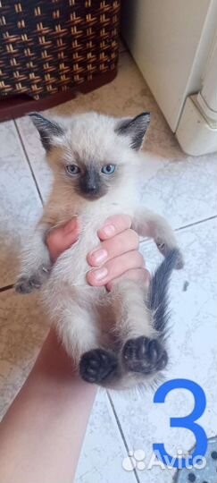 Котята